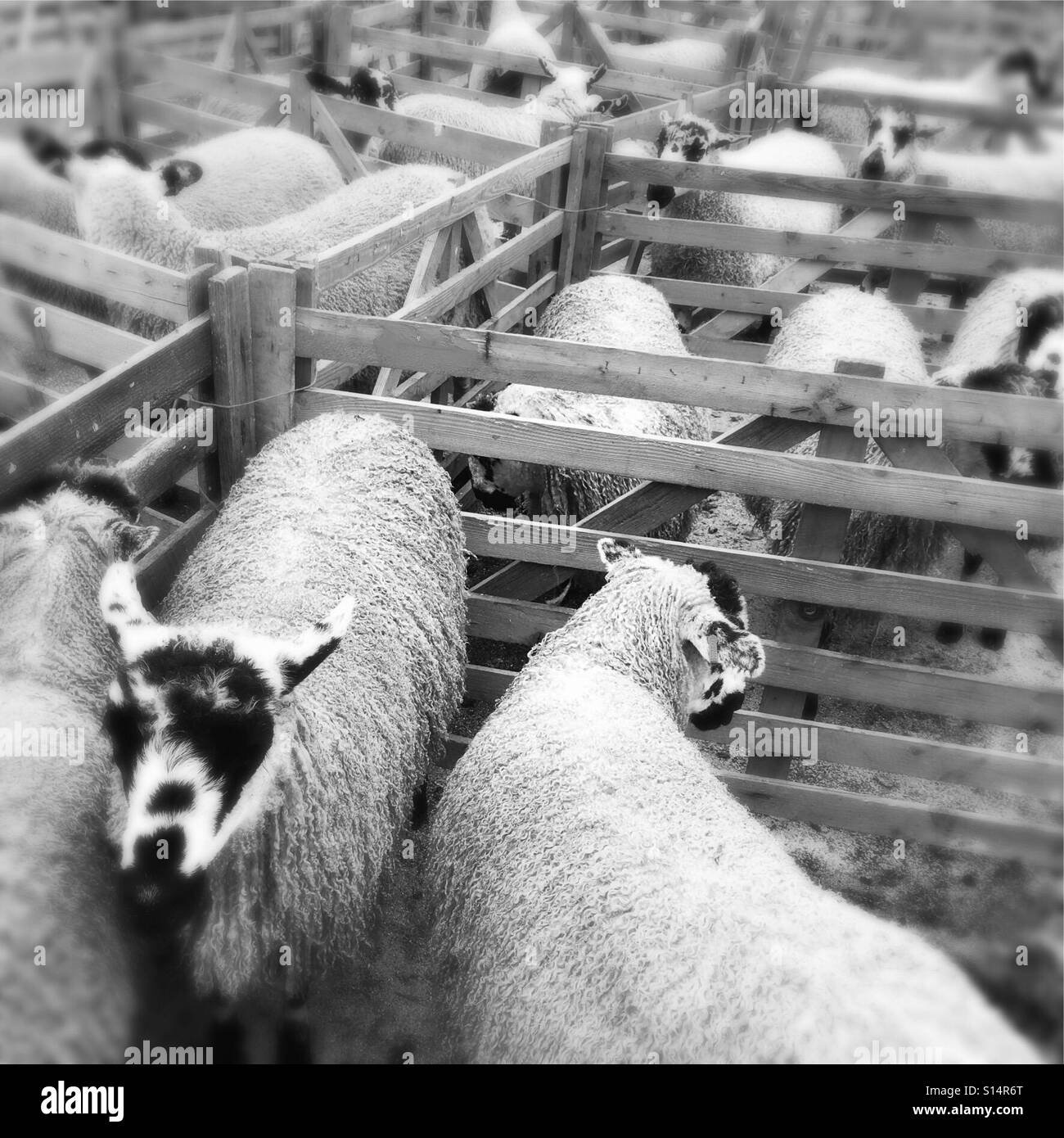 Juste des moutons Masham Banque D'Images