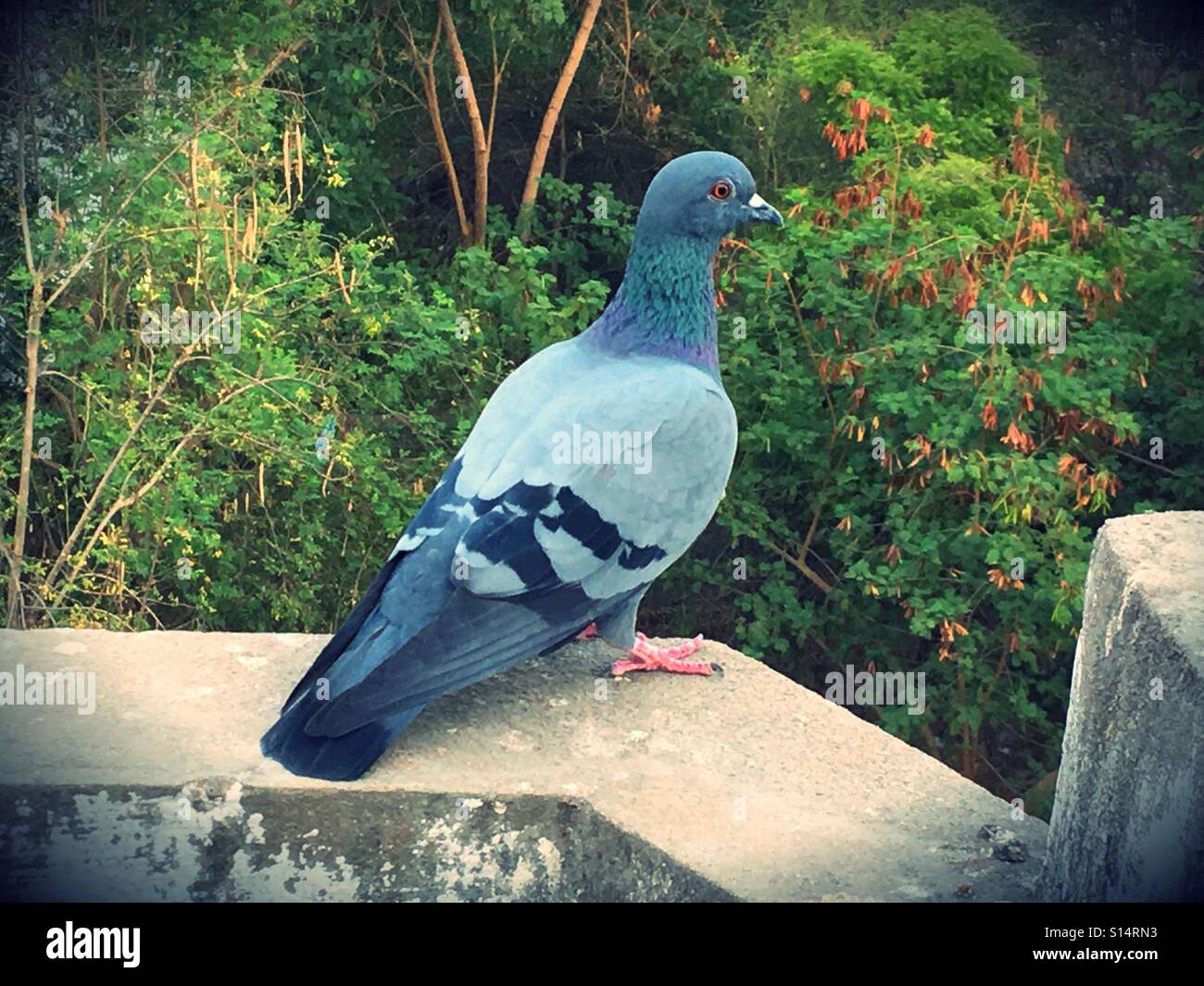 Pigeon assis sur mur Banque D'Images