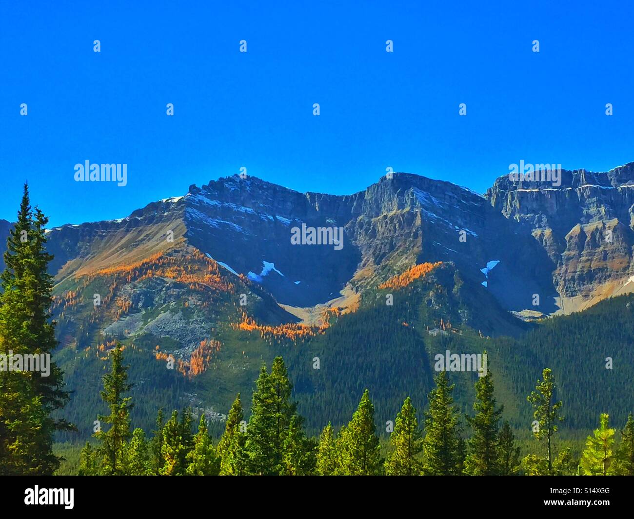 Couleurs d'automne, mélèzes, Banff National Park, Alberta, Canada - Image de stock capturée avec un smartphone
