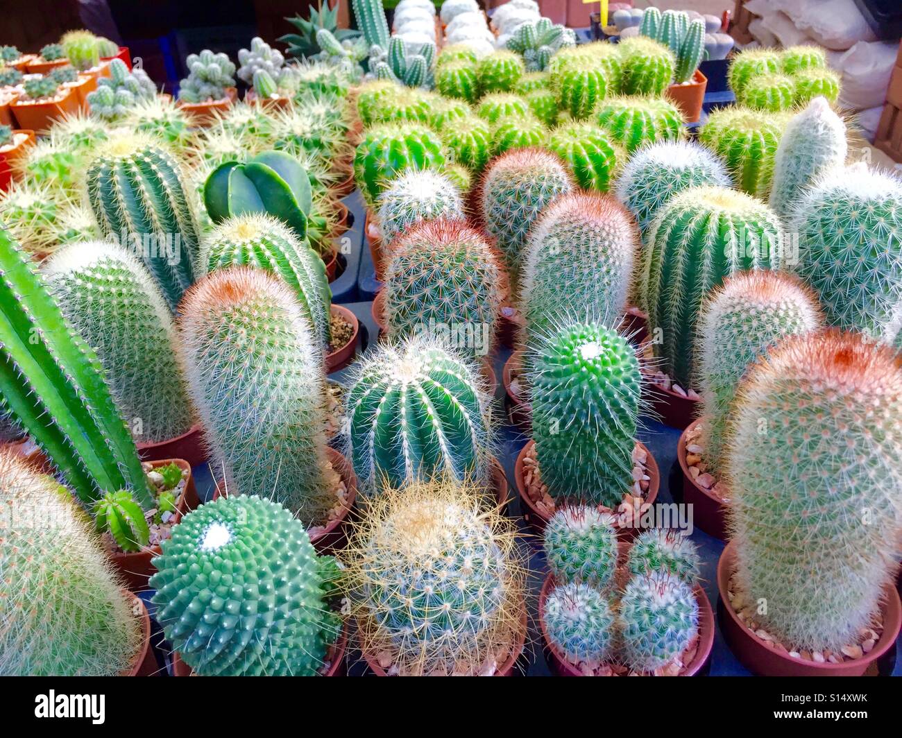 Beau petit cactus vert Banque D'Images