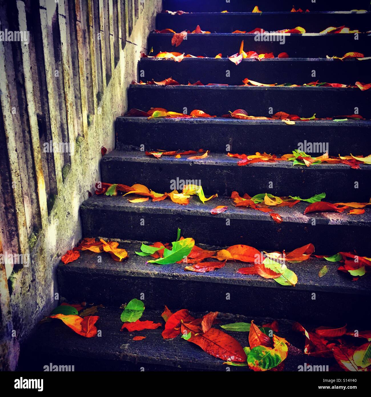 Escaliers avec des feuilles mortes Banque D'Images