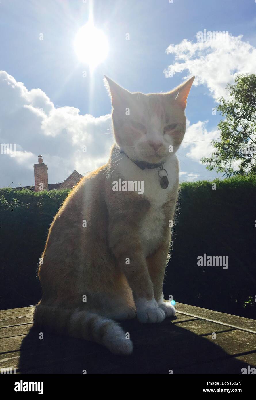 Chat assis sur une table, les oreilles pointues et un soleil radieux derrière - Image de stock capturée avec un smartphone
