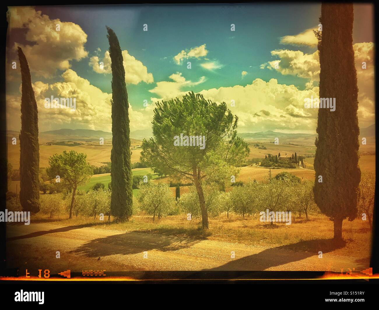 Un effet film analogique, image d'un paysage toscan typique et classique. Vue de Belvedere et le Val d'Orcia avec un chemin de terre au premier plan, bordée d'oliviers, de pins et de cyprès.Pic © Colin Hoskins - Image de stock capturée avec un smartphone