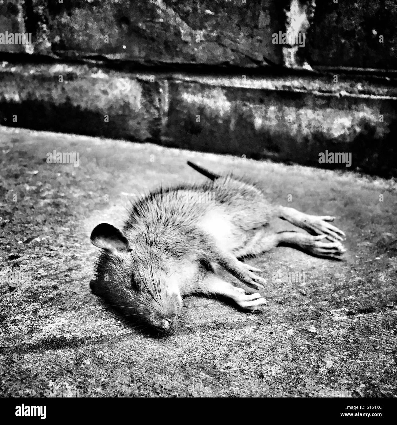 Rat mort Banque D'Images