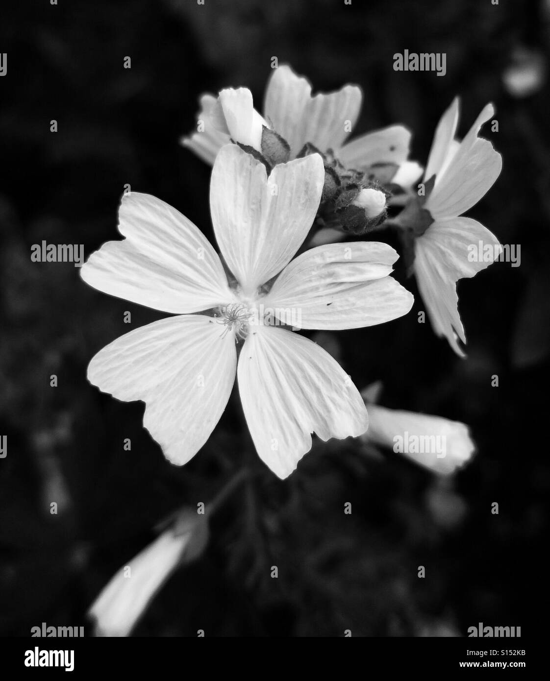 Fleurs blanches trouvés cachés dans un jardin anglais Banque D'Images