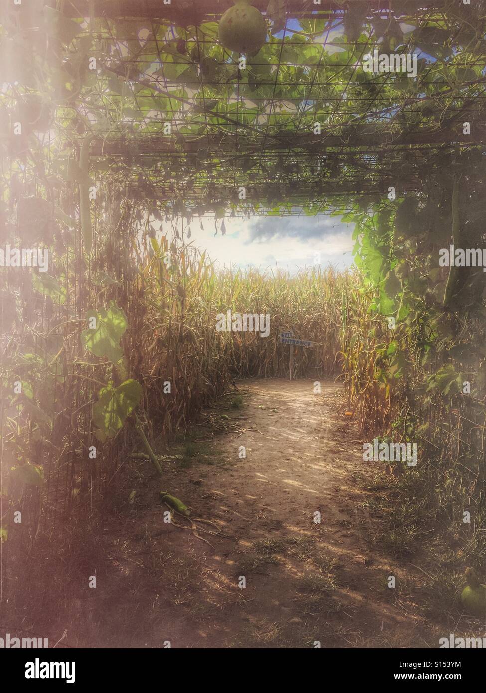 Une entrée d'un labyrinthe de maïs. Banque D'Images