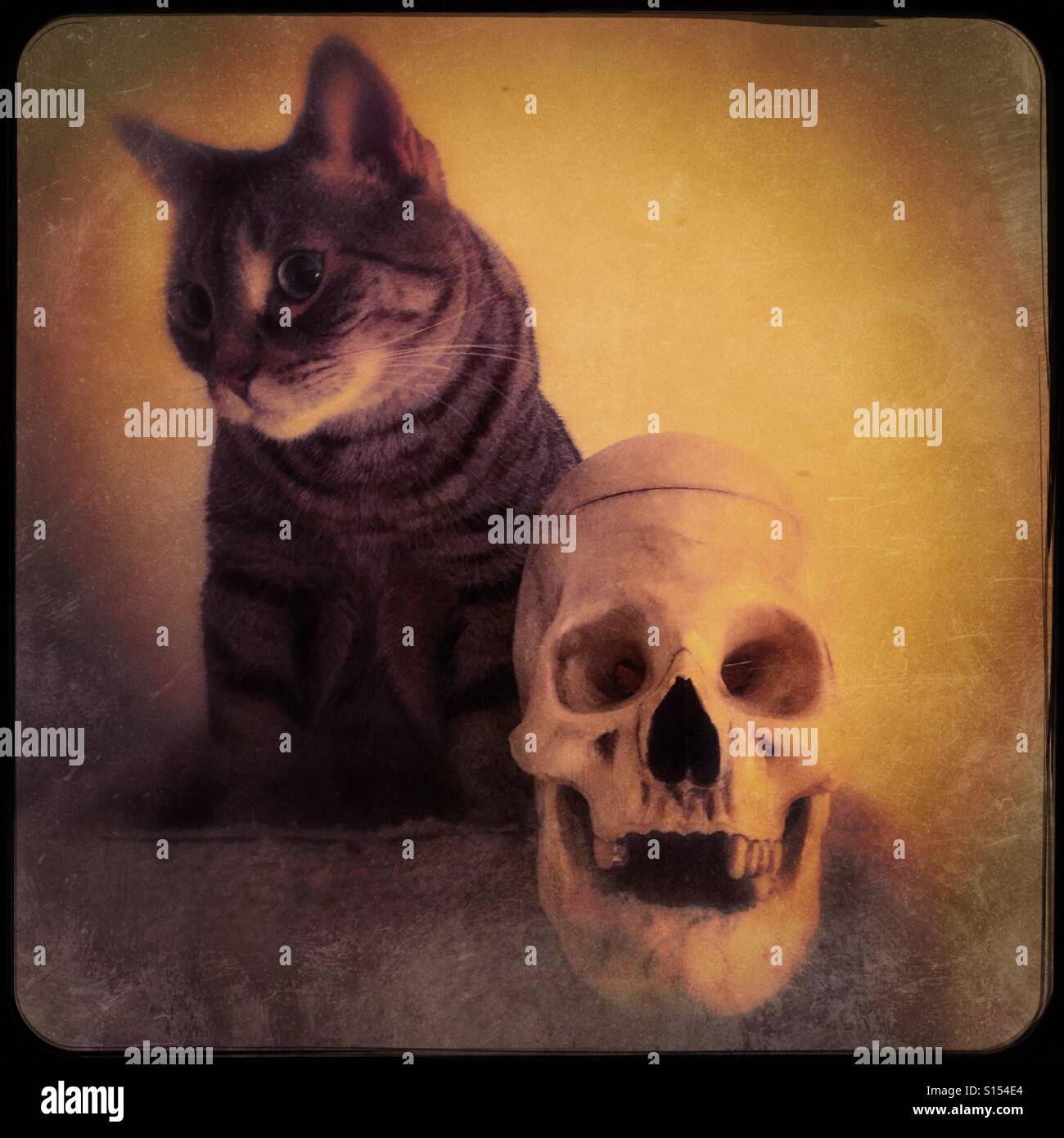 Se préparer pour l'Halloween Banque D'Images