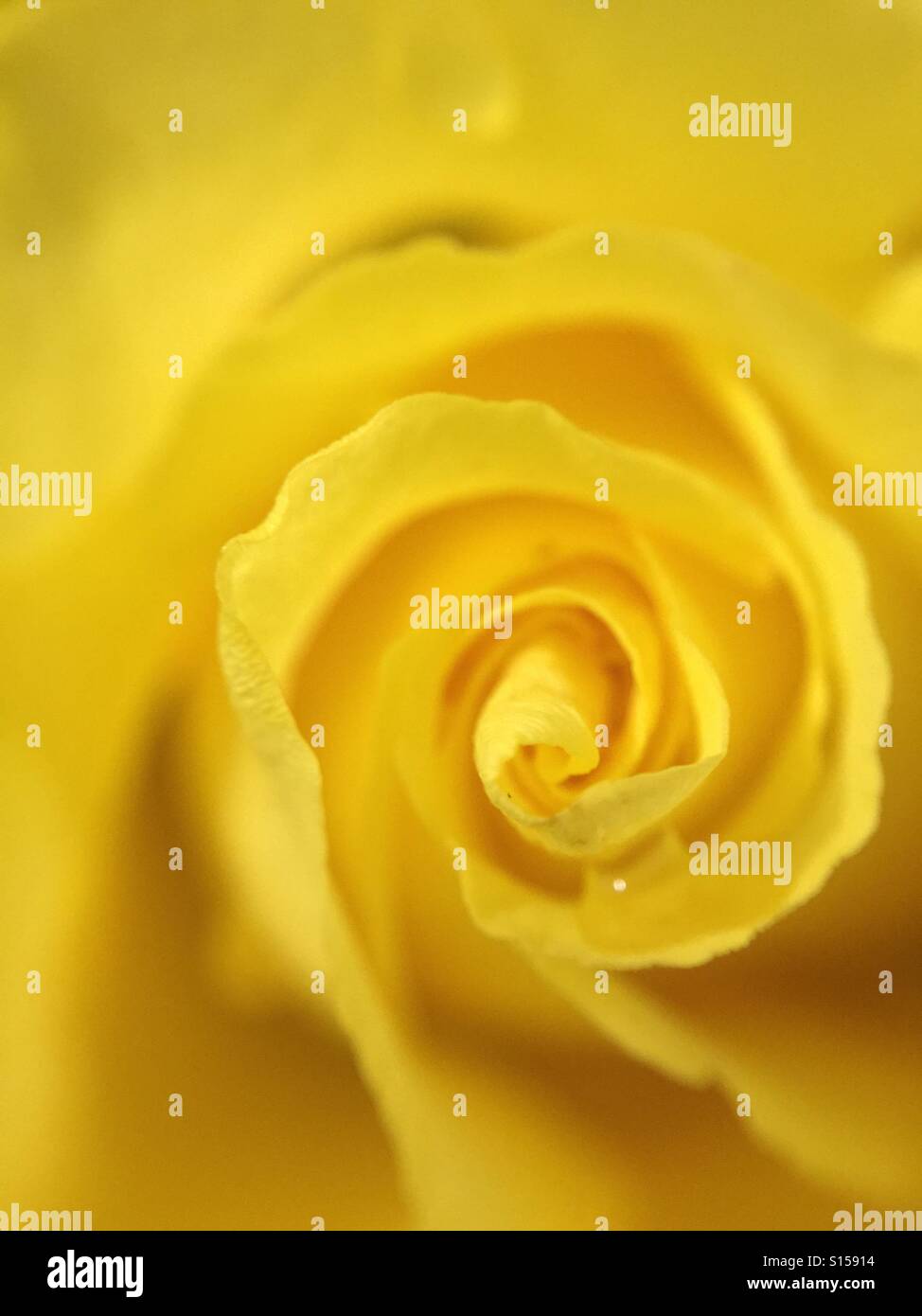 Macro de Rose jaune Banque D'Images