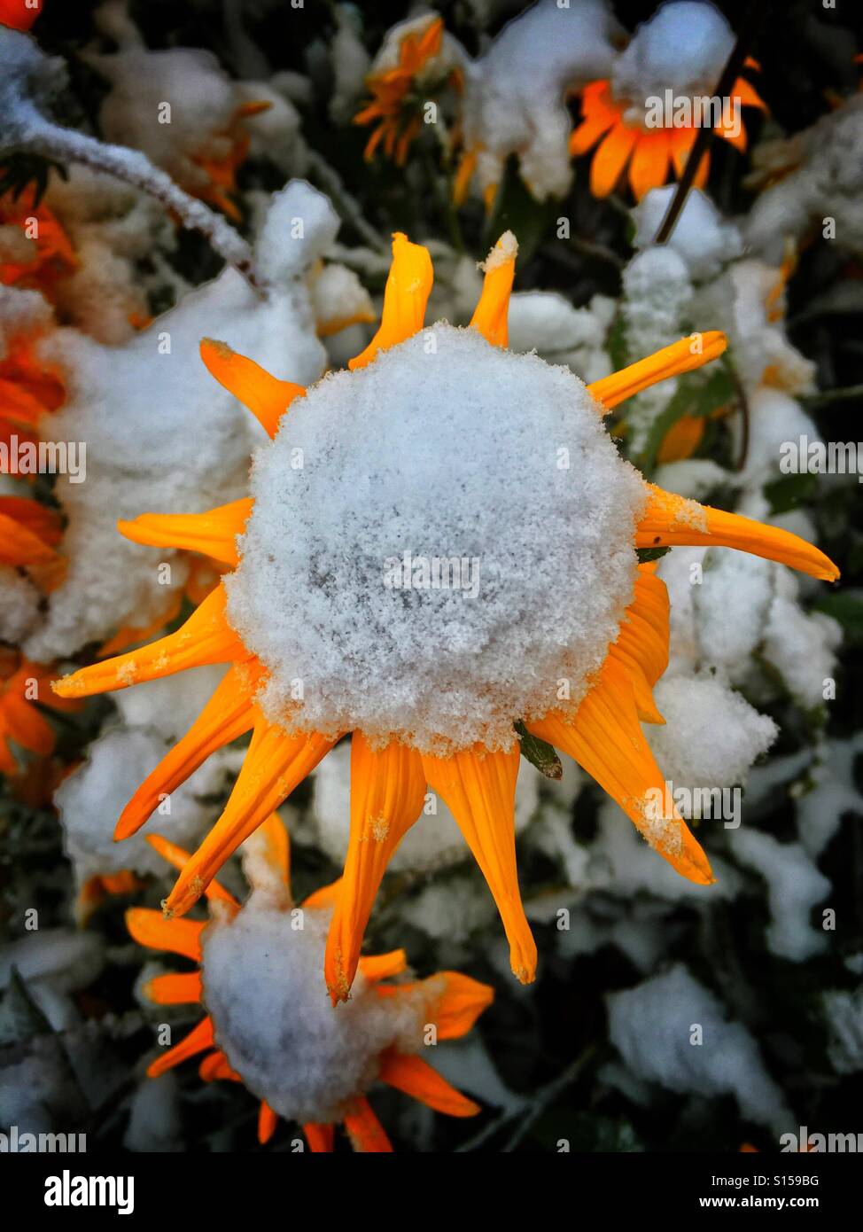 La neige a couvert Brown Eyed Susan - Image de stock capturée avec un smartphone