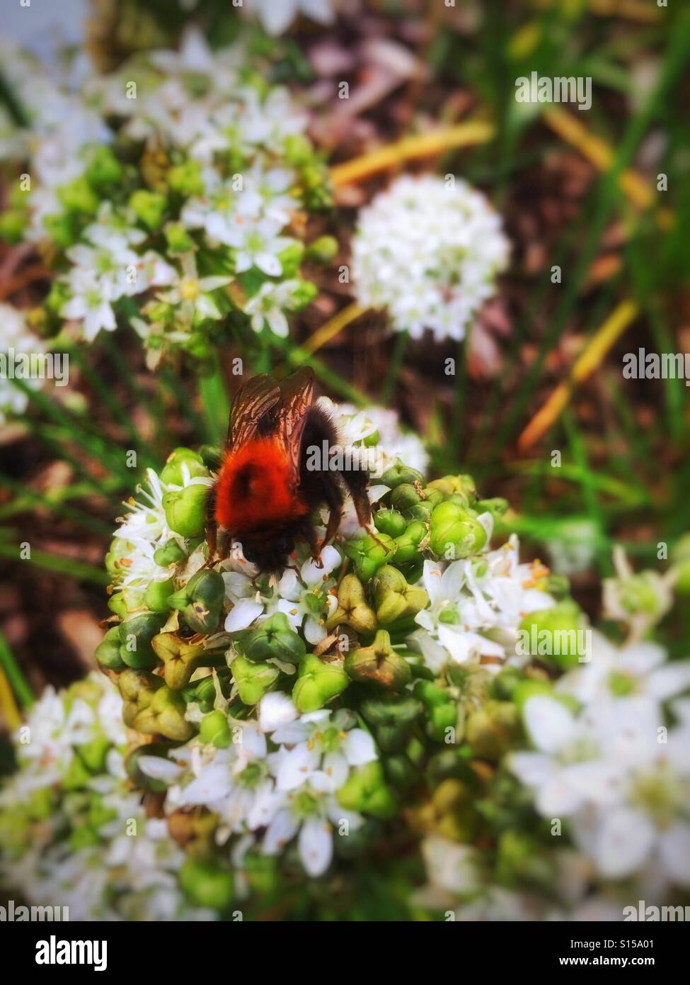 Abeille sur fleur d'allium Angleterre Royaume-Uni GB Grande-Bretagne - Image de stock capturée avec un smartphone