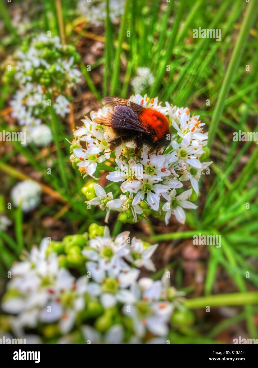 Gros plan d'abeille sur fleur d'allium blanche Angleterre Royaume-Uni GB Grande-Bretagne - Image de stock capturée avec un smartphone