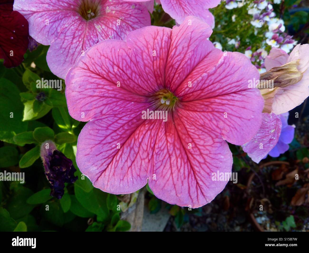 Fleur Petunia Banque D'Images