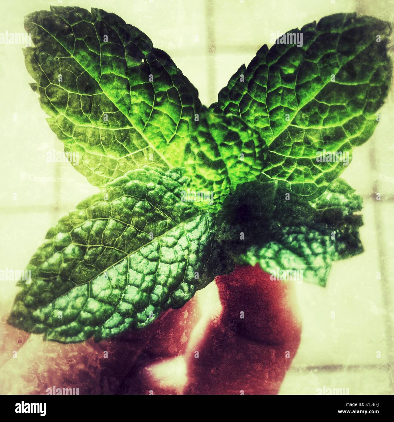 La menthe fraîchement cueillie du jardin - Image de stock capturée avec un smartphone