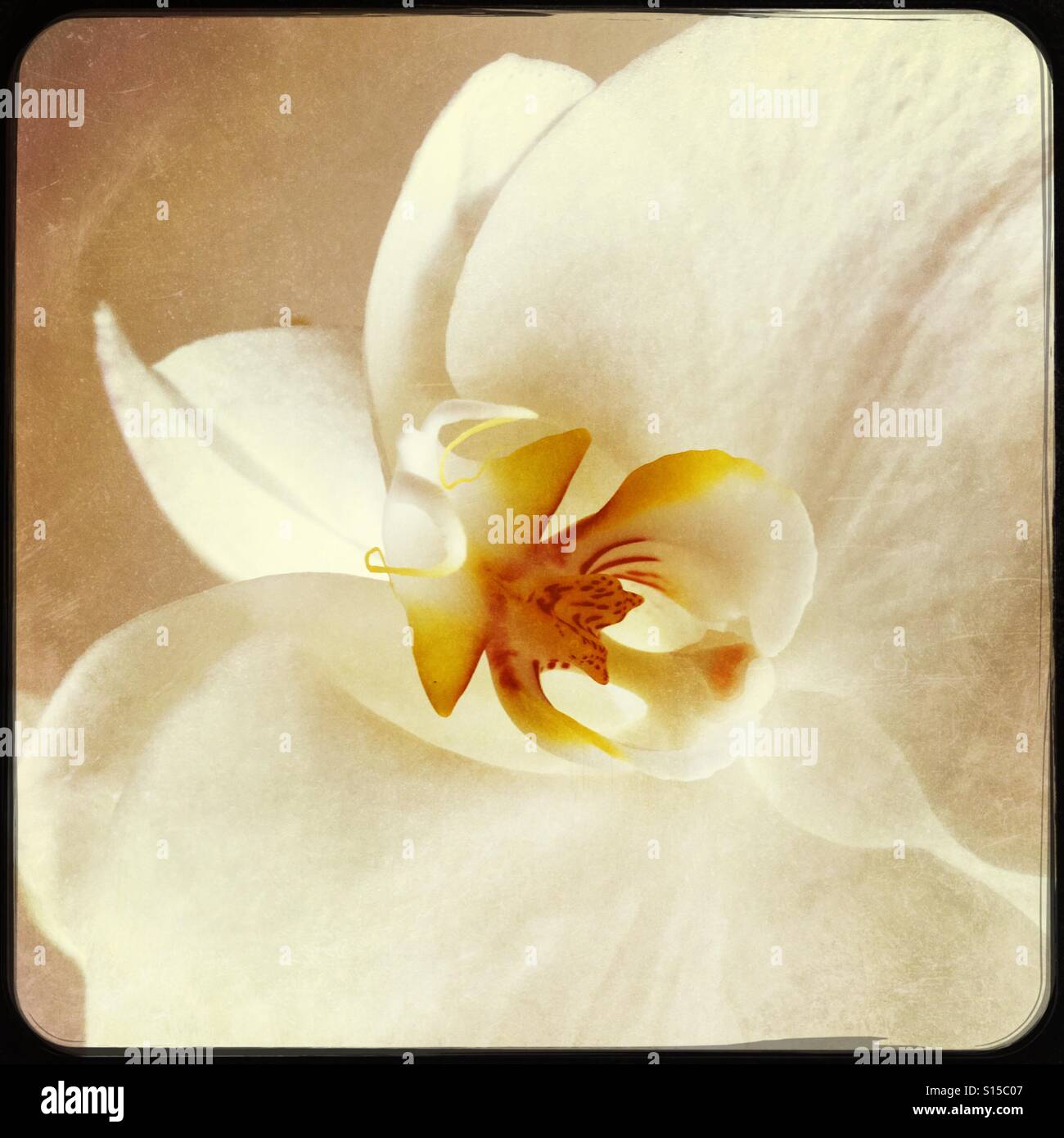 Orchidée fleur close up Banque D'Images