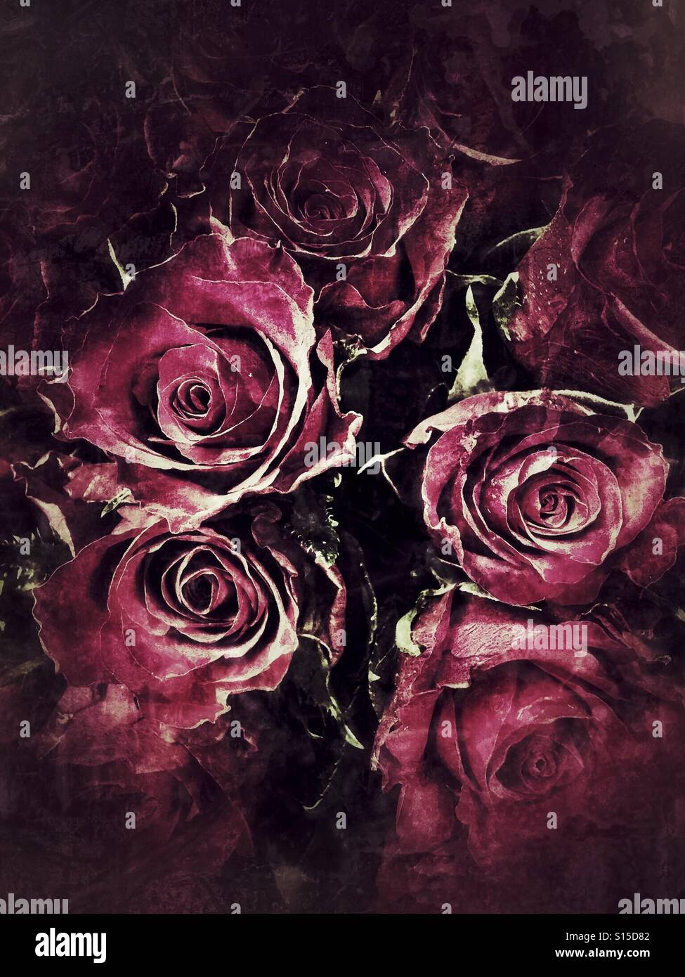 Roses rouges vieux - Image de stock capturée avec un smartphone