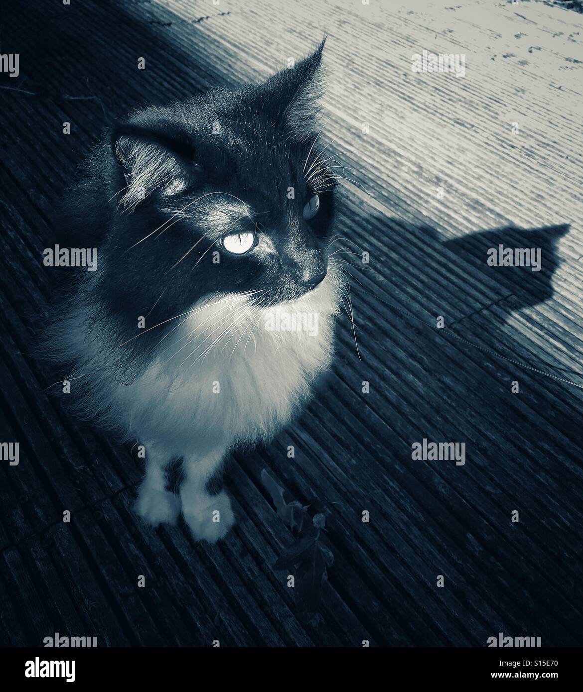 Le noir et blanc fluffy cat in sunshine Banque D'Images