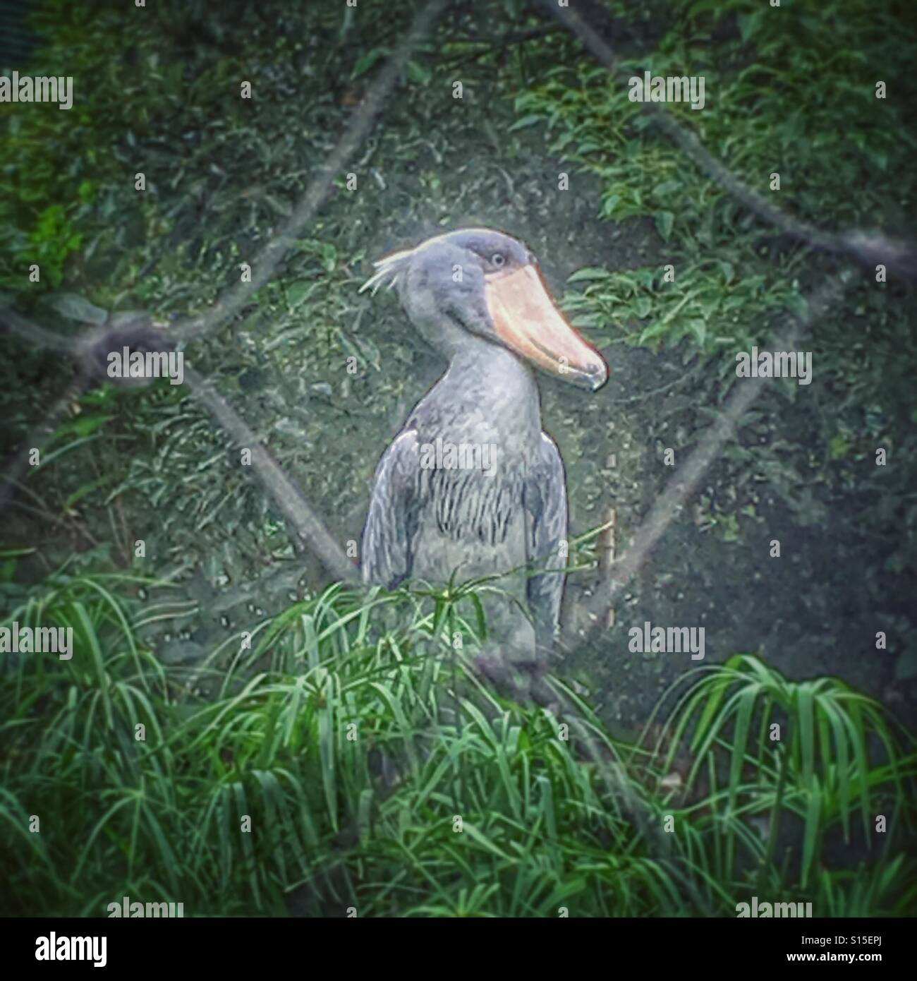 Shoebill Stork au Zoo de Ueno, Tokyo Banque D'Images