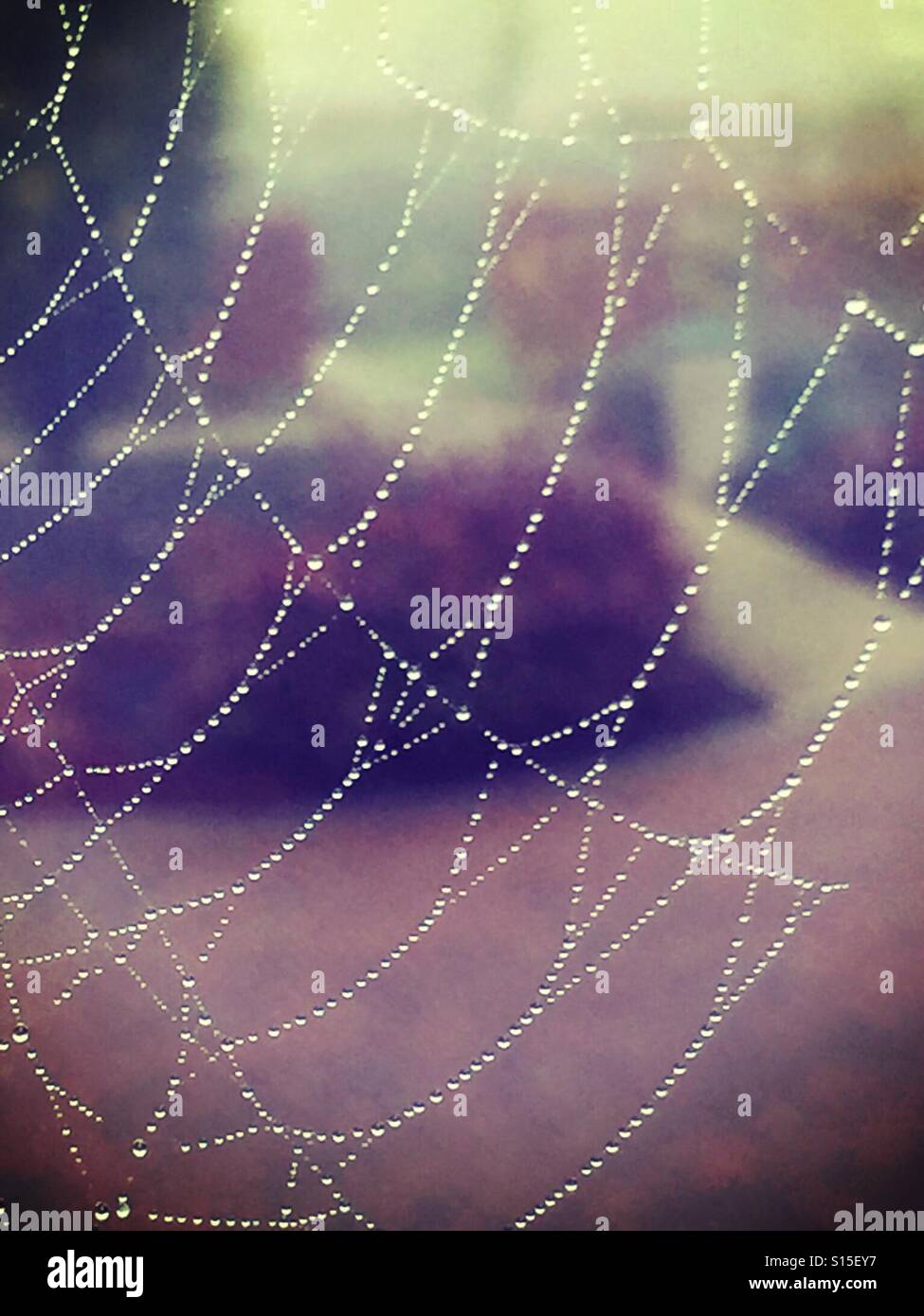 Spiders web avec des gouttelettes de pluie à partir de la fenêtre Banque D'Images