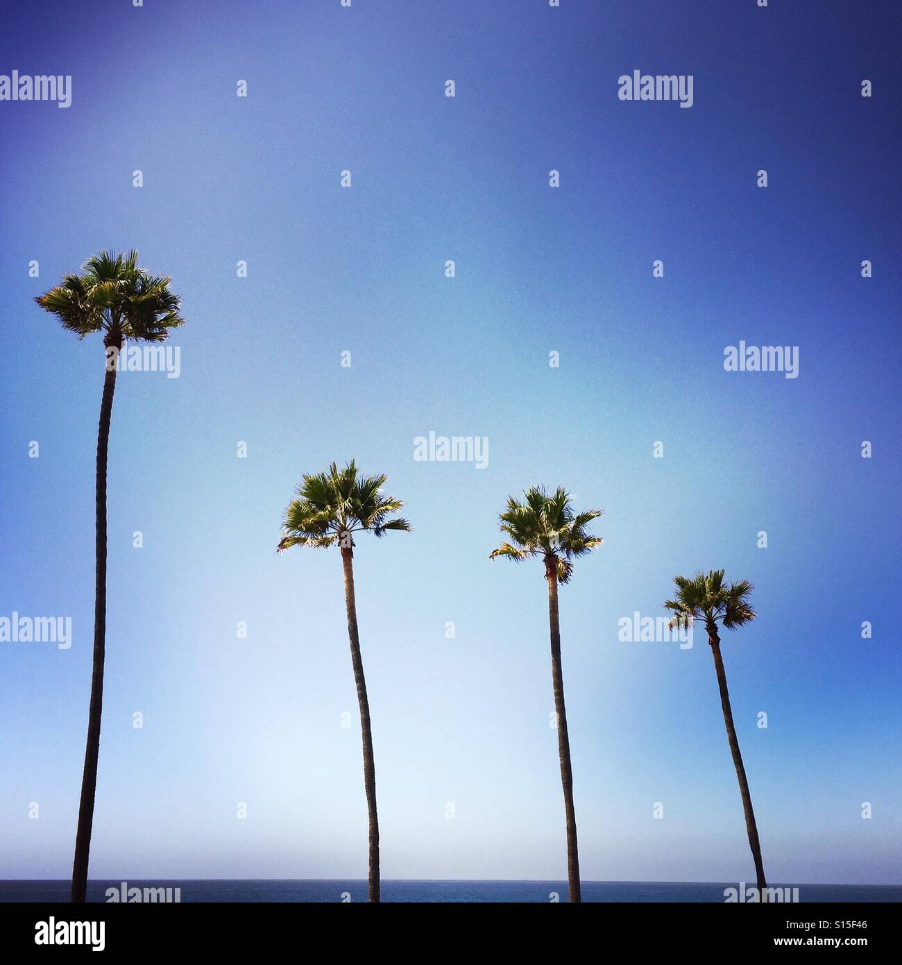 Quatre palmiers dans une rangée. Manhattan Beach, Californie, États-Unis. Banque D'Images
