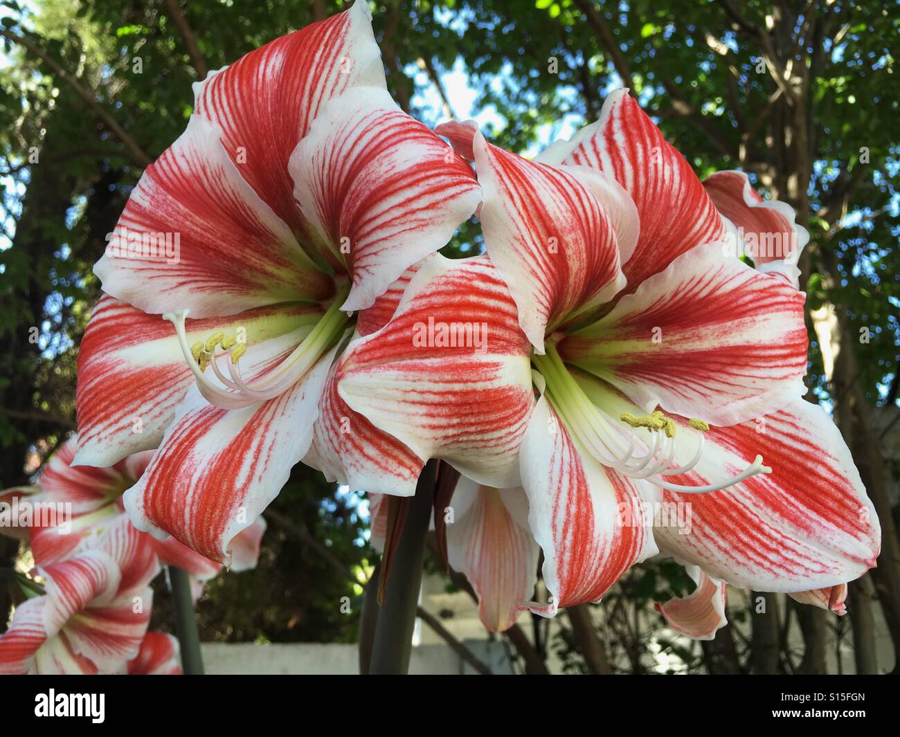 Fleurs rouges et blanches Banque de photographies et d’images à haute ...