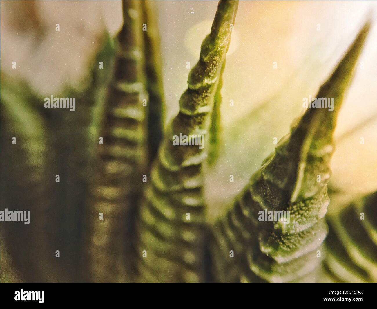 Macro close up d'un zèbre Cactus, un petit bar d'entretien facile plante succulente. Banque D'Images