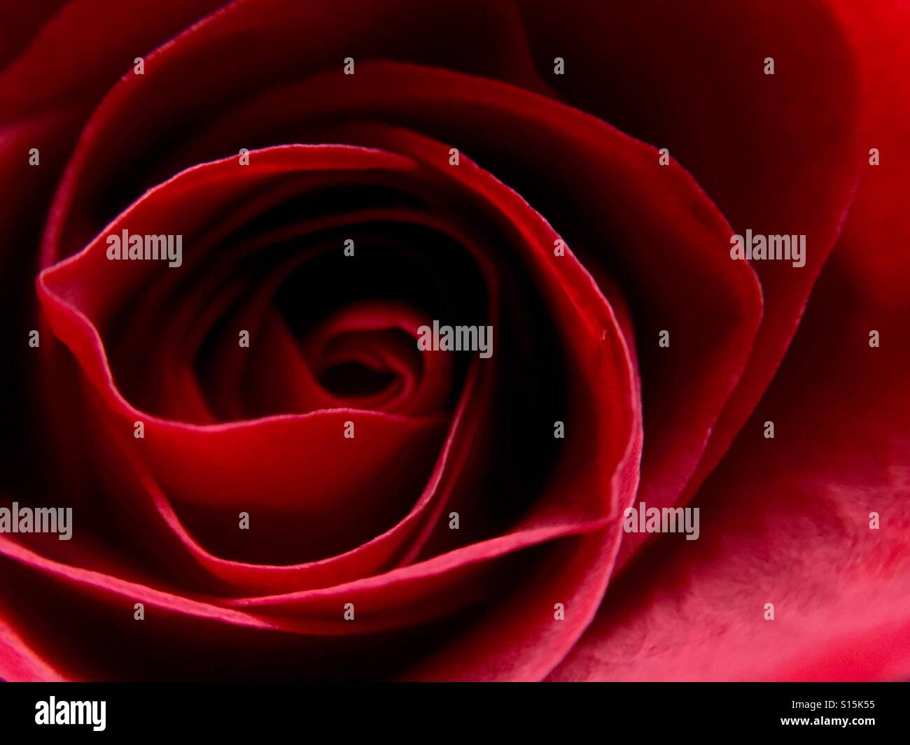 Macro de rose rouge - Image de stock capturée avec un smartphone