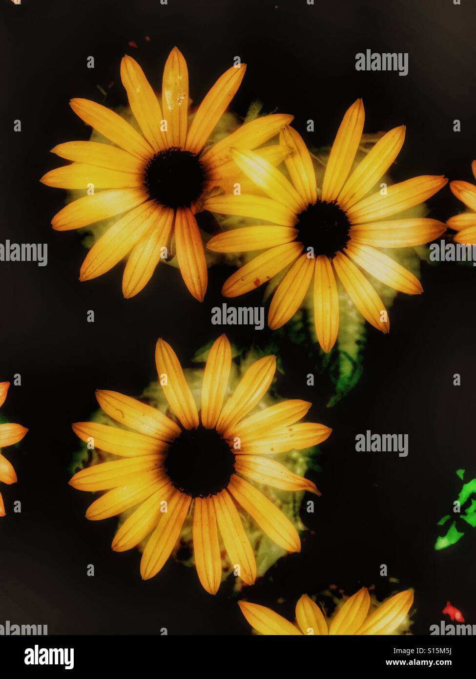 Des modèles dans la nature - Daisy comme Rudbeckia fulgida fleurs. Ornement de jardin jaune floraison d'automne plantes vivaces - Image de stock capturée avec un smartphone