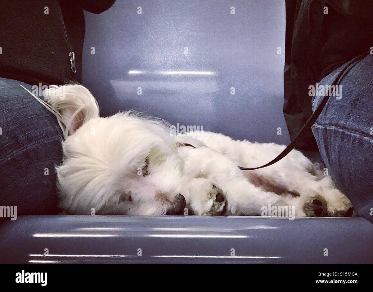 Un chien dort tranquillement sur une rame de métro de la ville de New York. Banque D'Images