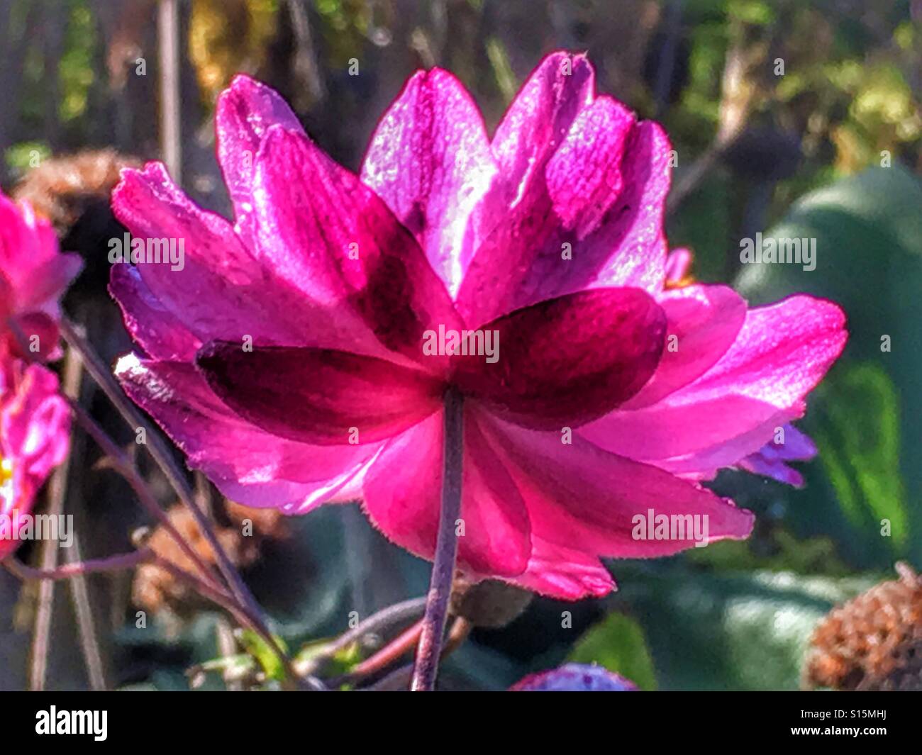 Fleur Rose, par le dessous - Image de stock capturée avec un smartphone