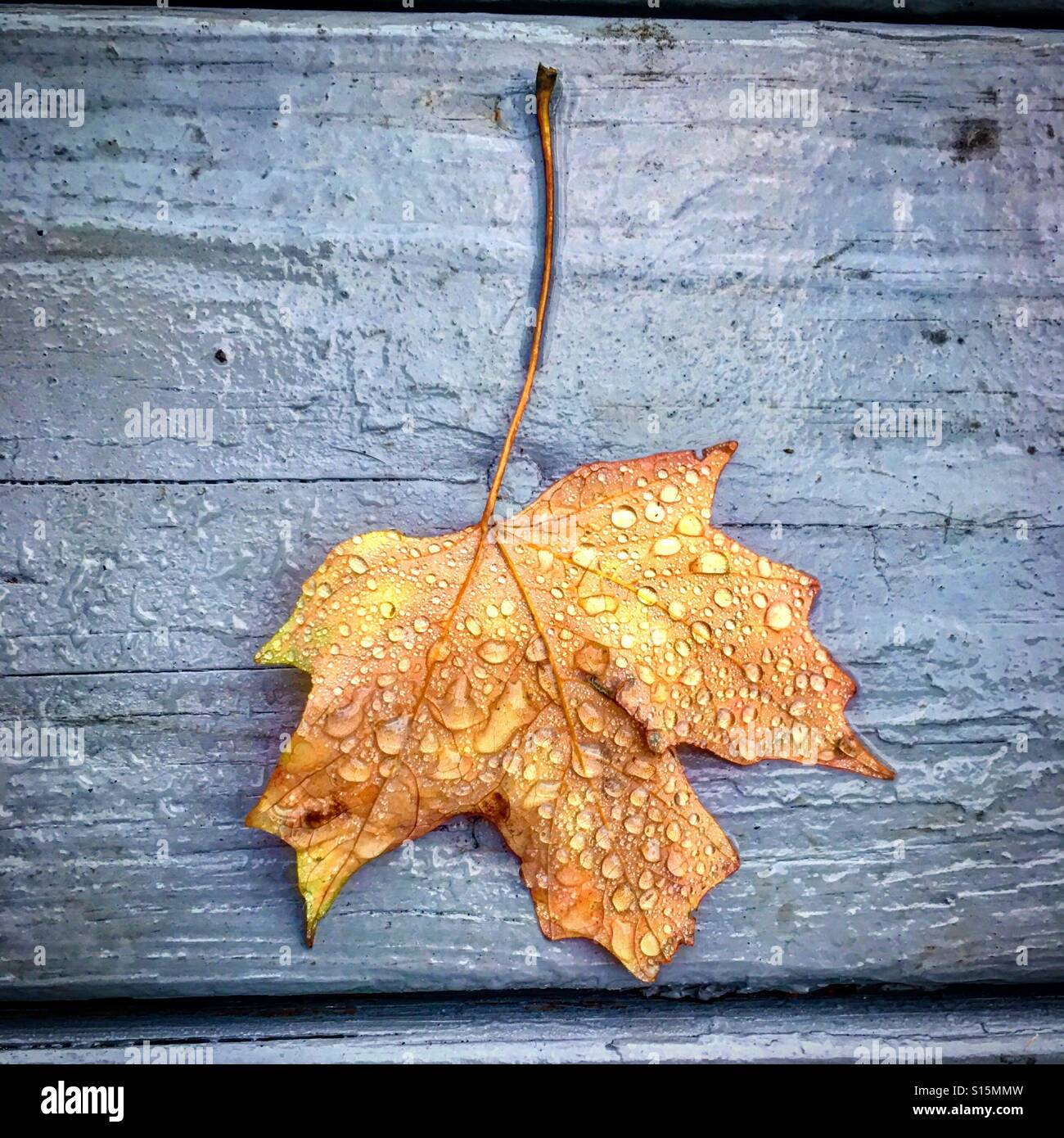 Gouttes de pluie sur une feuille d'érable Banque D'Images