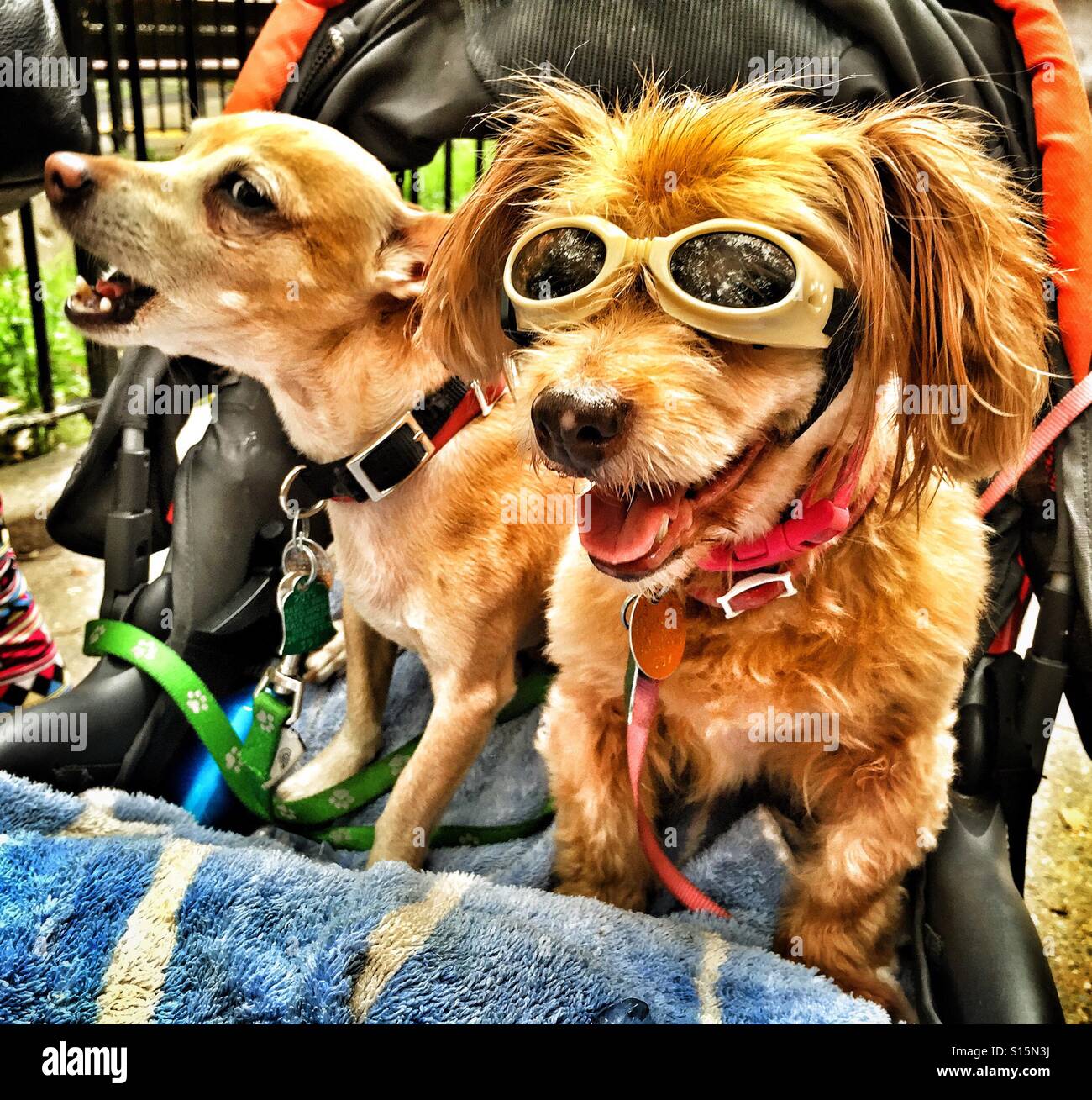 Quelques chiens ride dans une poussette dans un endroit ensoleillé dans la ville de New York. Banque D'Images