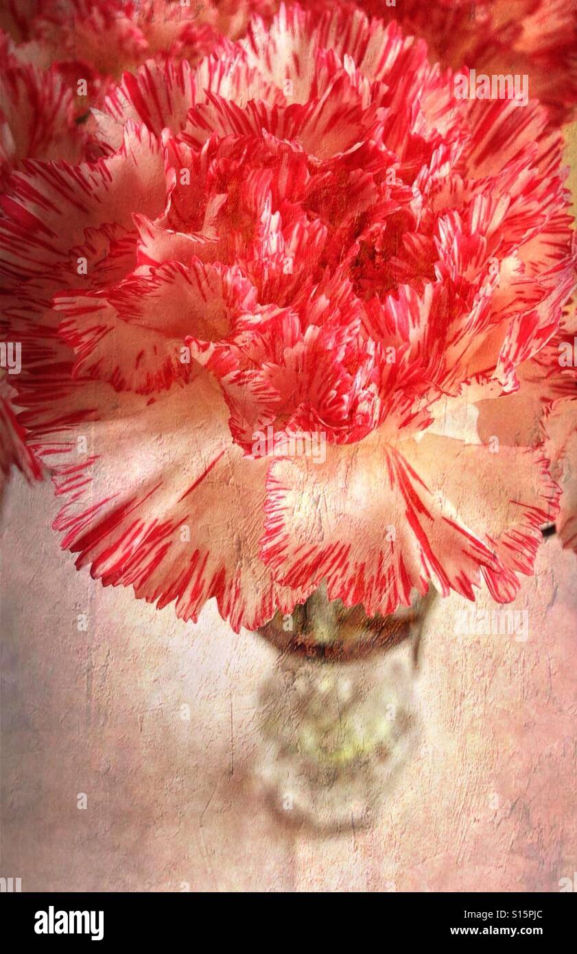 Libre de rose et blanc fleur oeillet dans un vase de verre. Avec la texture. Banque D'Images
