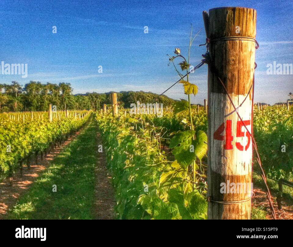Un vignoble dans la région de Long Island, New York. Banque D'Images