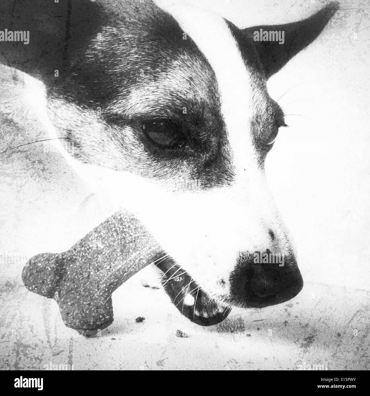 Portrait de chien à mâcher sur un os de chien en forme de cookie. En noir et blanc. Les carrés. Banque D'Images