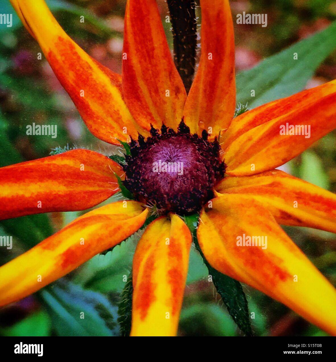 Le centre d'une fleur passé son premier rayonne toujours la couleur et la beauté. Banque D'Images