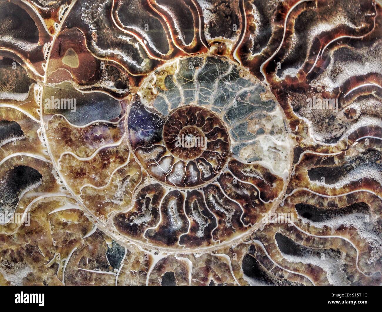 Amonite fossile de madagascar révélant la spirale de Fibonacci mathématiques Banque D'Images