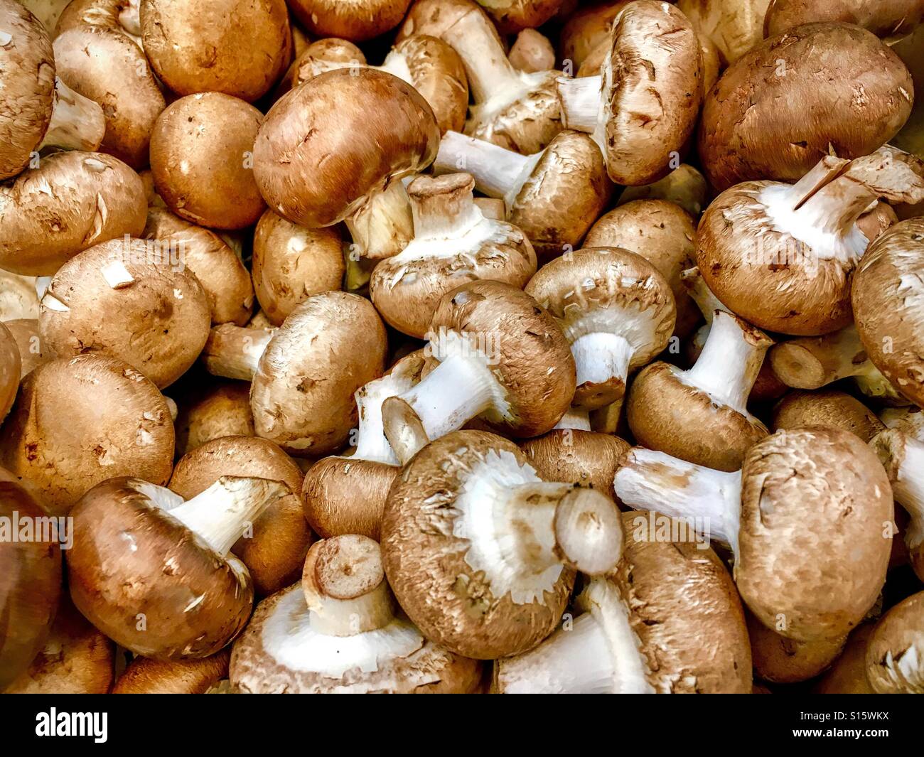 Beaucoup de champignons châtaigne full frame Banque D'Images