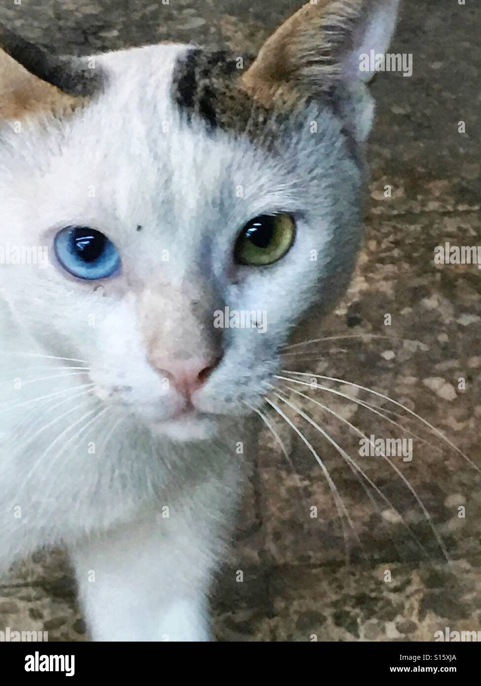 Chat avec des yeux bleu et vert Banque D'Images