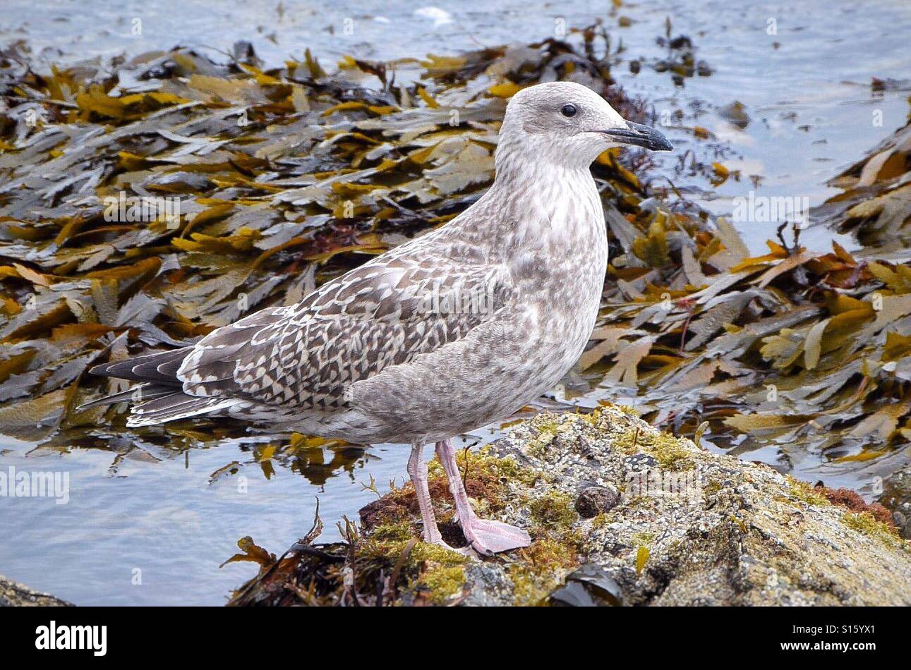 Mouette De Bebe Photo Stock Alamy