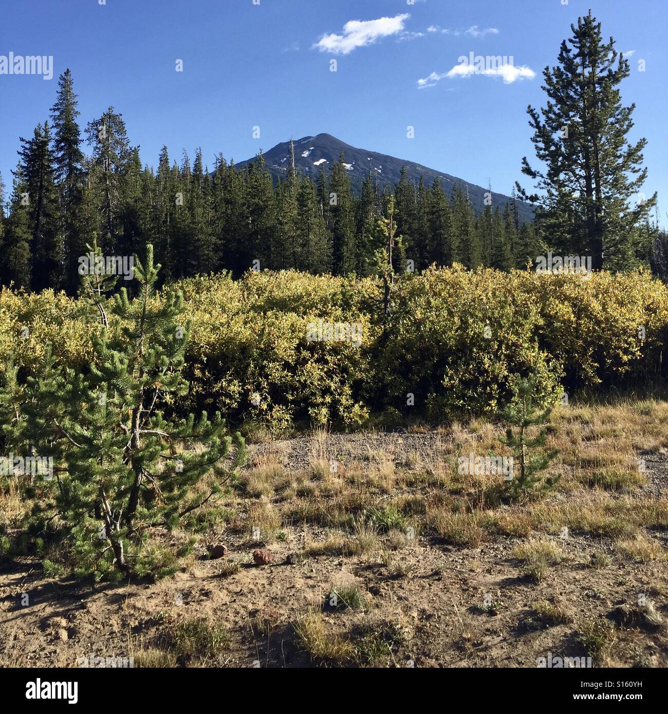 Feuillage d'automne avec Mt. Baccalauréat en Oregon's Cascade Mountains en arrière-plan sur une journée d'automne ensoleillée. Banque D'Images