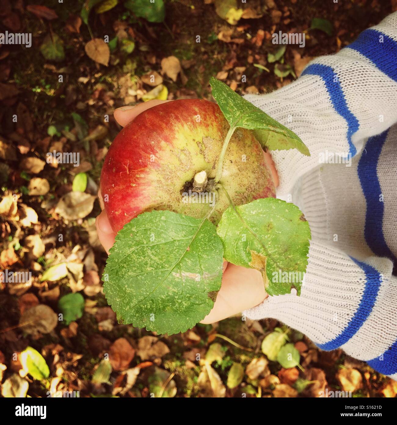 Garçon tenant une pomme fraîchement cueillie - Image de stock capturée avec un smartphone