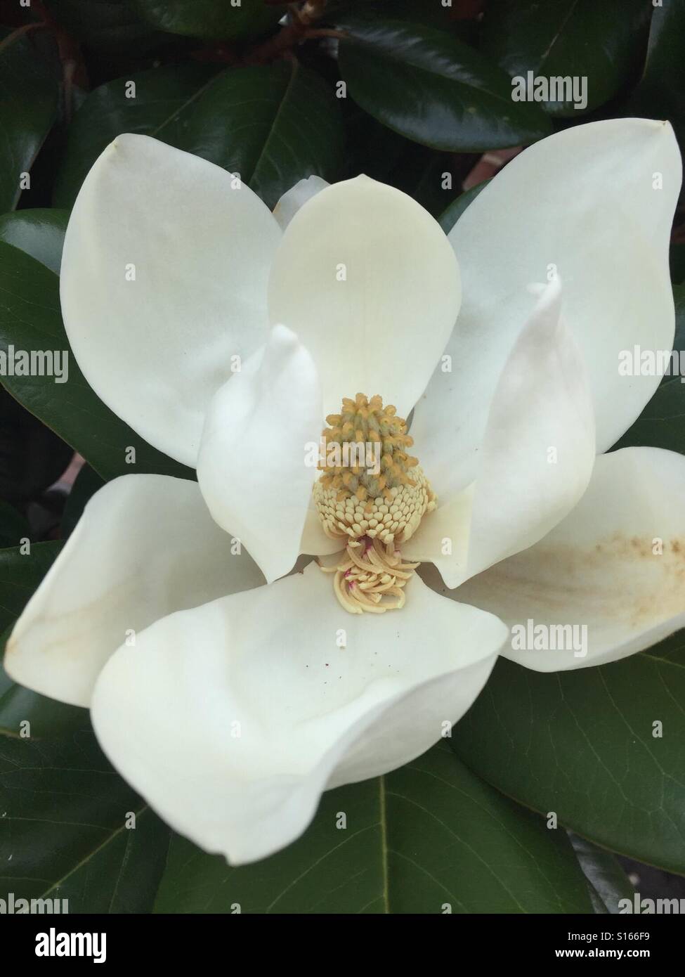 Fleur de Magnolia à Virginia Beach Banque D'Images