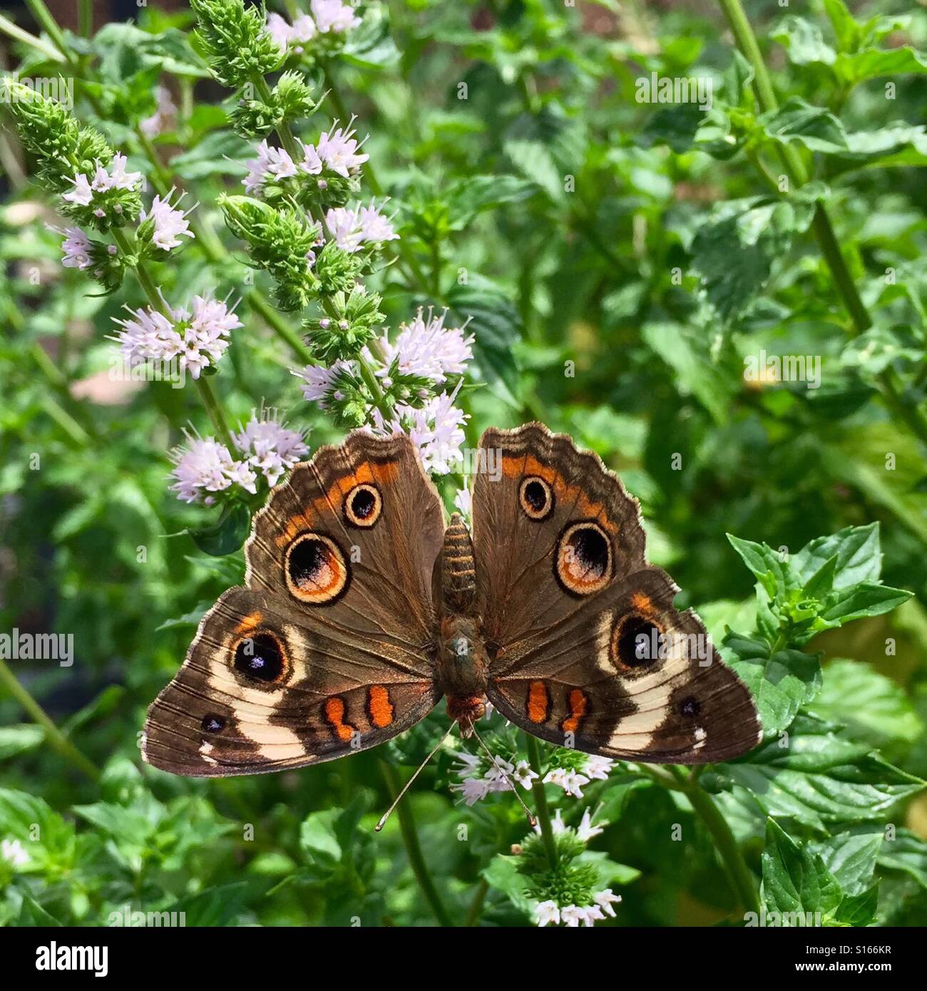 Papillon sur un plant de menthe verte. Banque D'Images