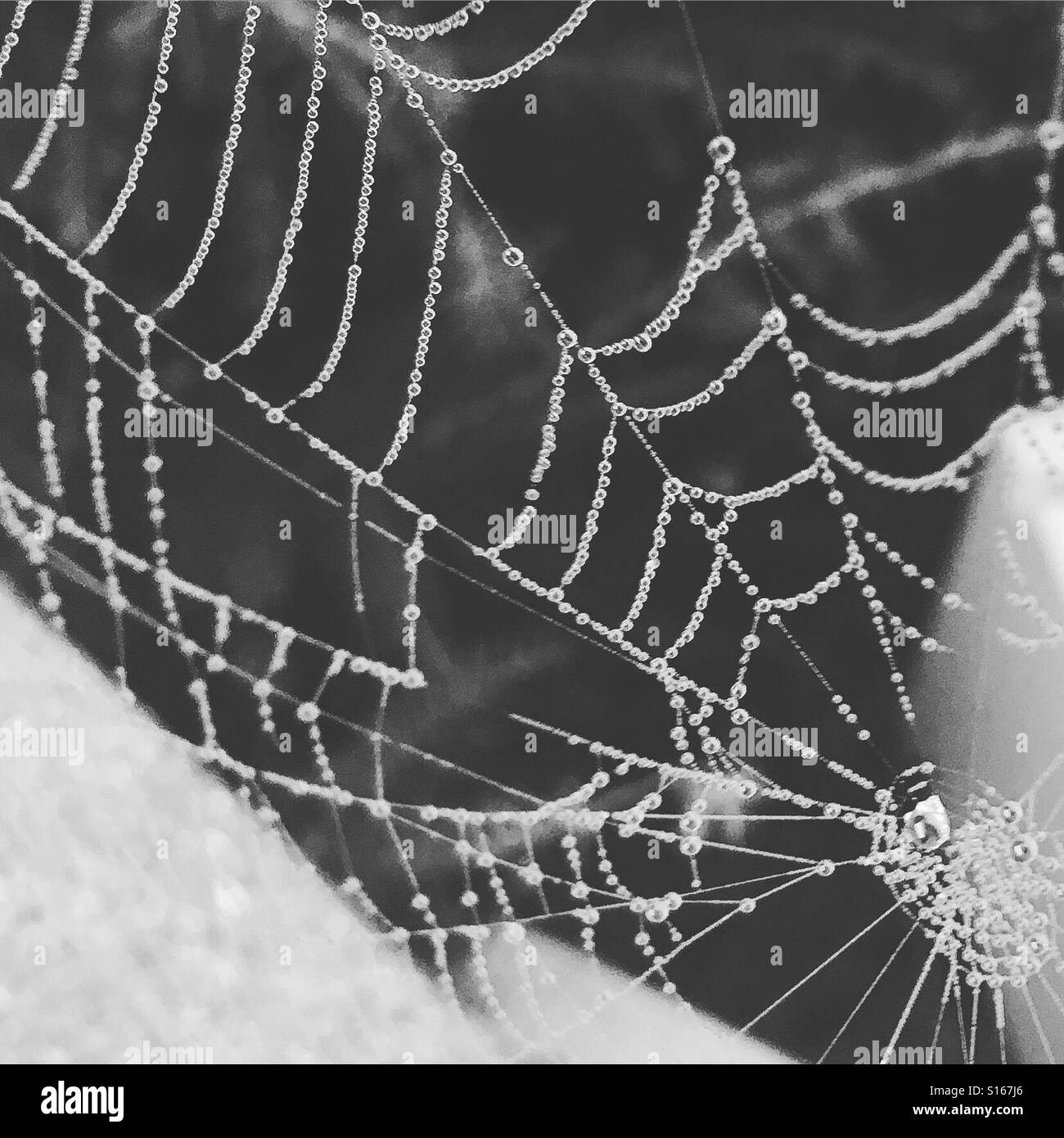 Spiders web dans le matin Banque D'Images