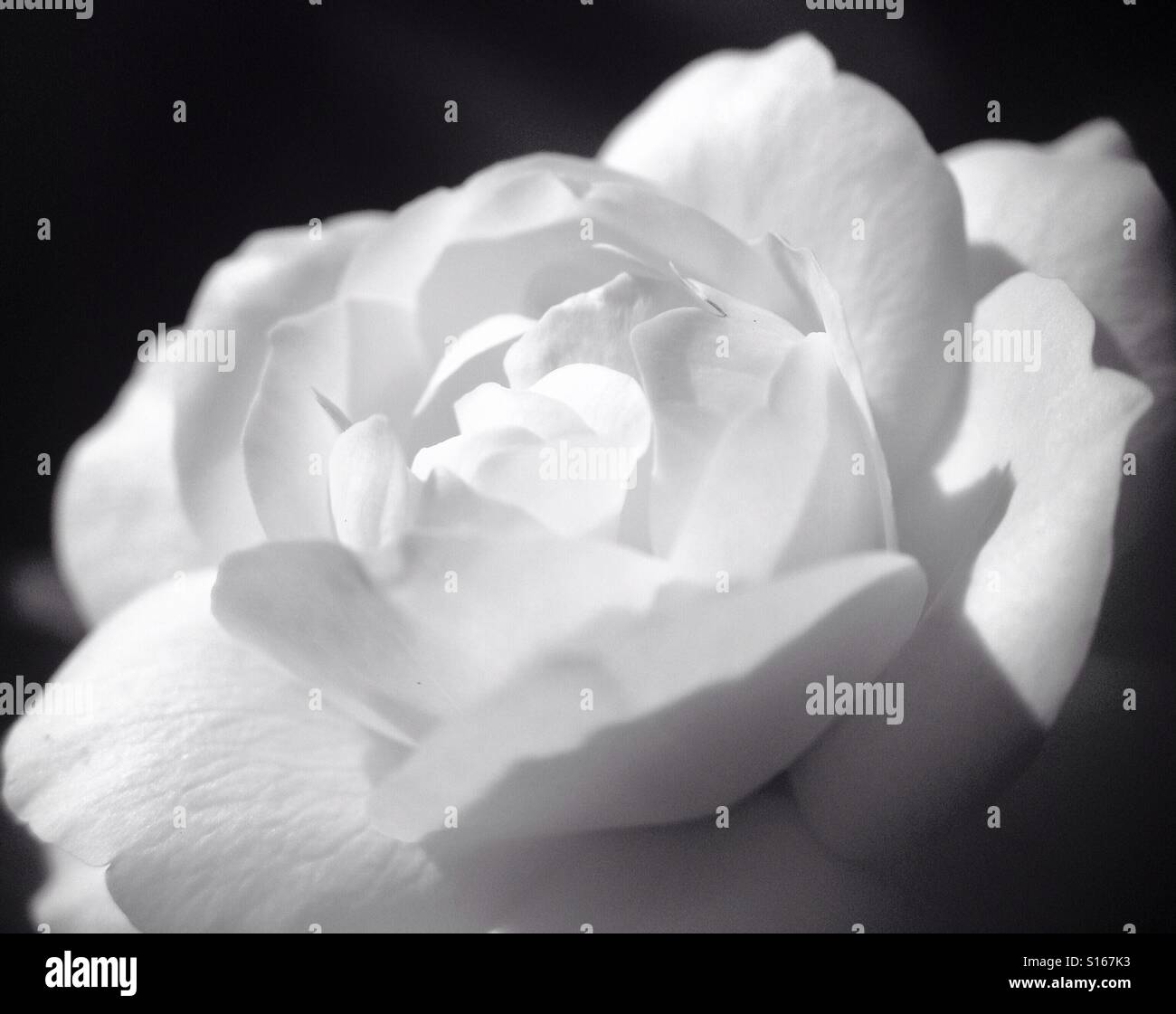 White Rose en noir et blanc Banque D'Images