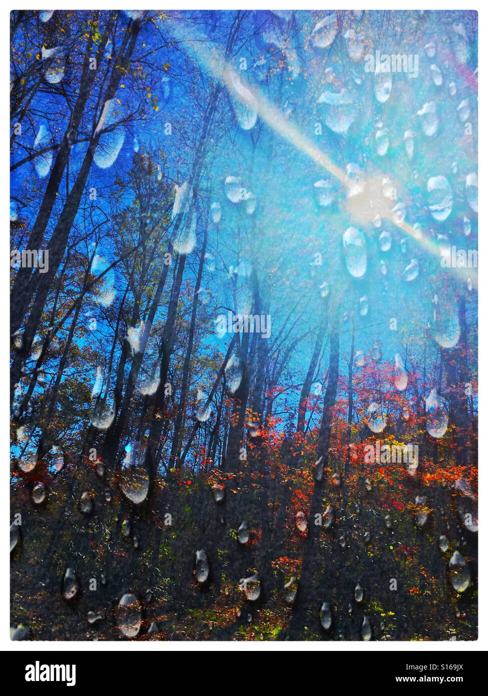 Gouttes de pluie sur les arbres d'automne et de la lumière du soleil Banque D'Images