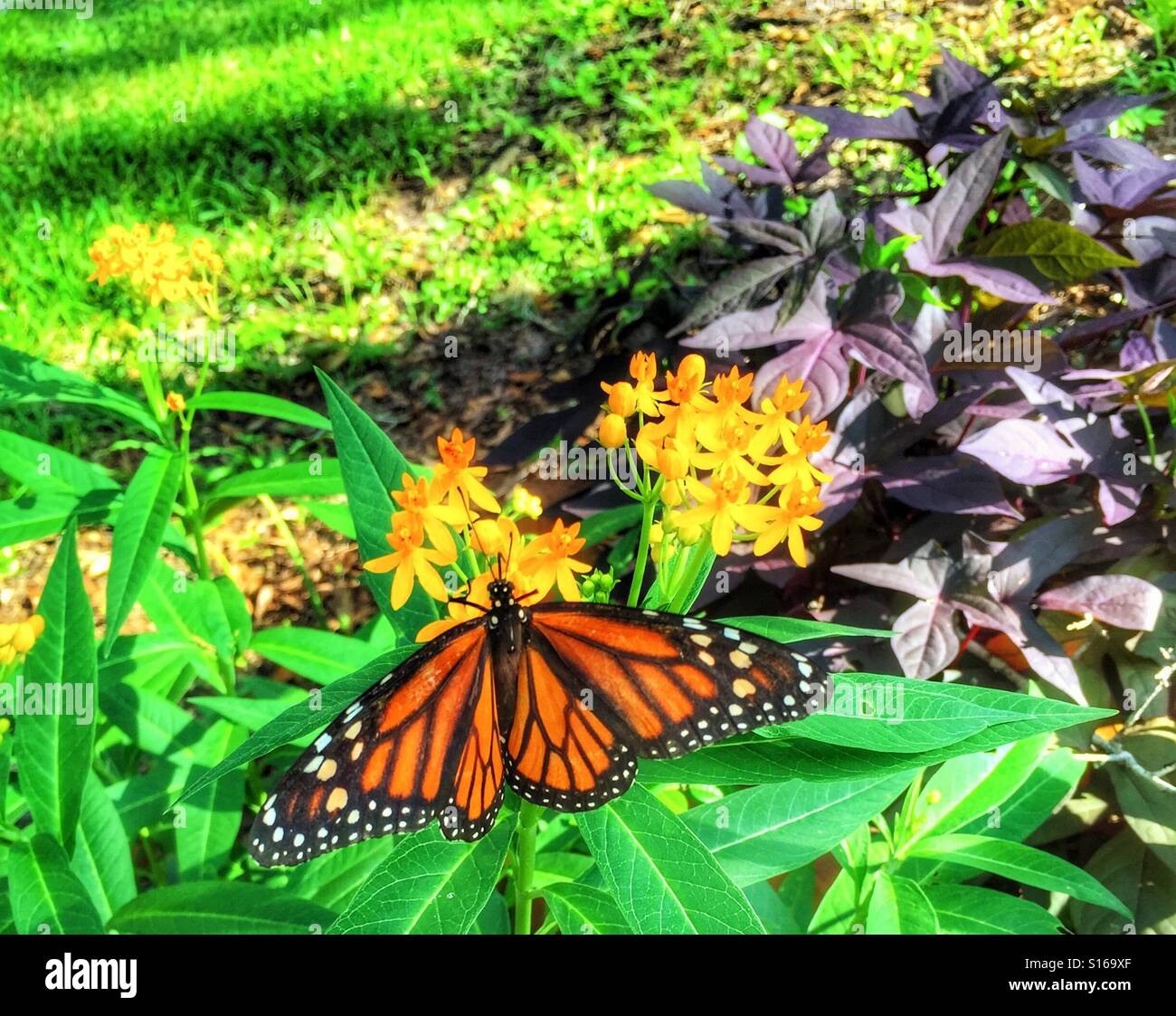 Papillon monarque sur Fleur Asclépiade Banque D'Images