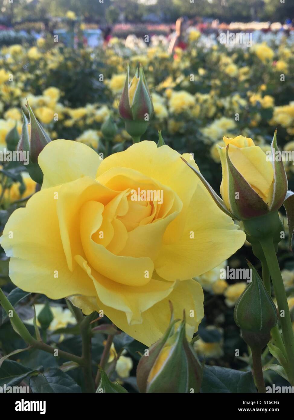 Belle rose jaune Banque D'Images