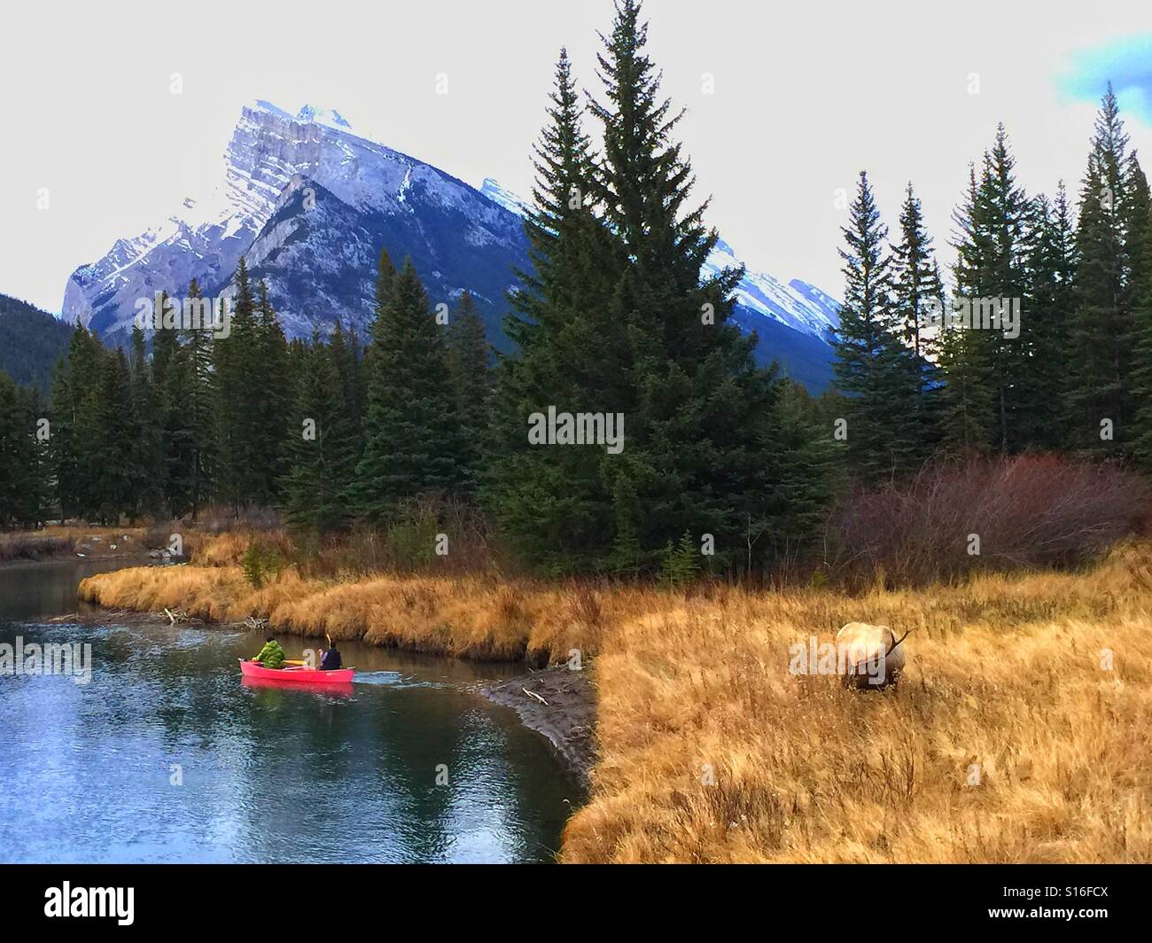 Canoë à Vermillion Lakes, Banff, Alberta avec Bull Elk à proximité Banque D'Images