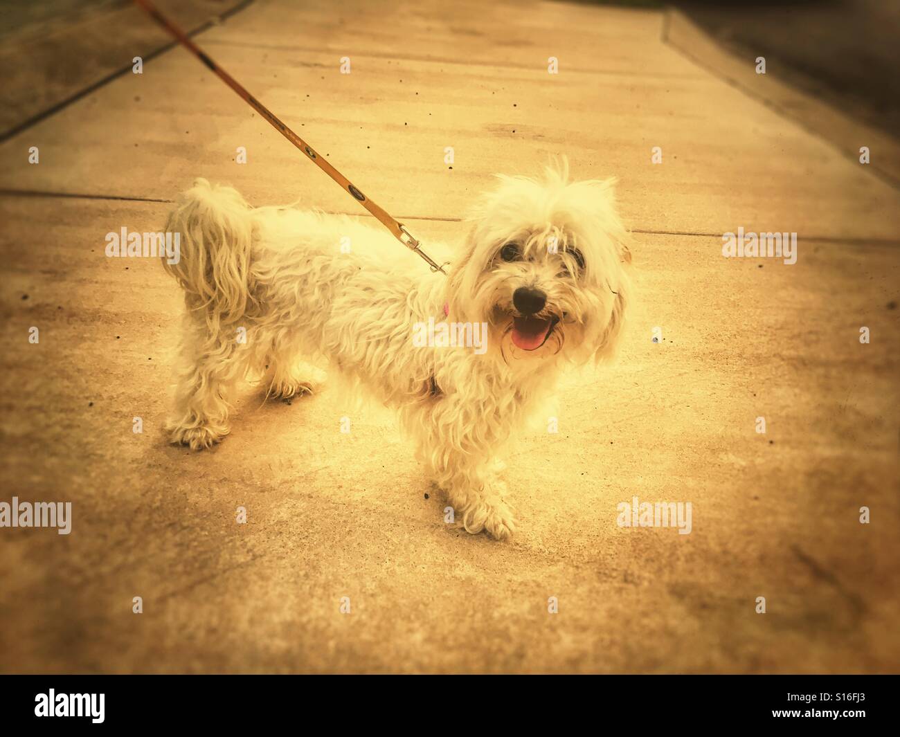 Chien. Banque D'Images